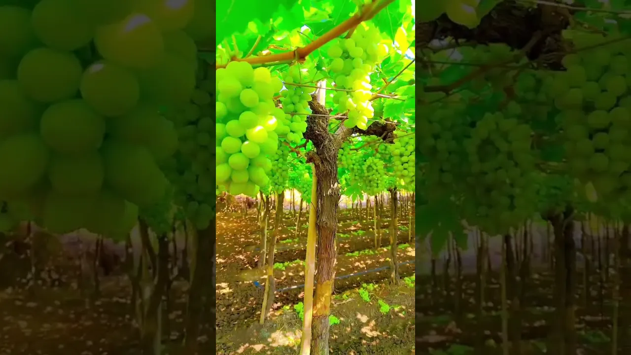 GRAPE FARMING