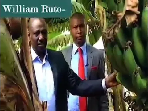 PRESIDENT WILLIAM RUTO THE FARMER AND THE IMPORTANCE OF DIVERSIFYING IN AGRICULTURE.