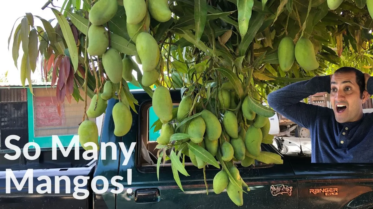 Massive Mango Trees in Mexico!