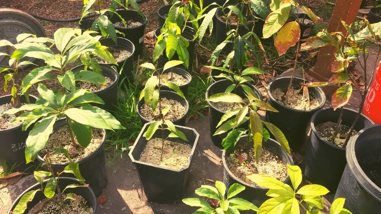 Mangoes in the Winter. Getting Excited for Spring Planting Time!